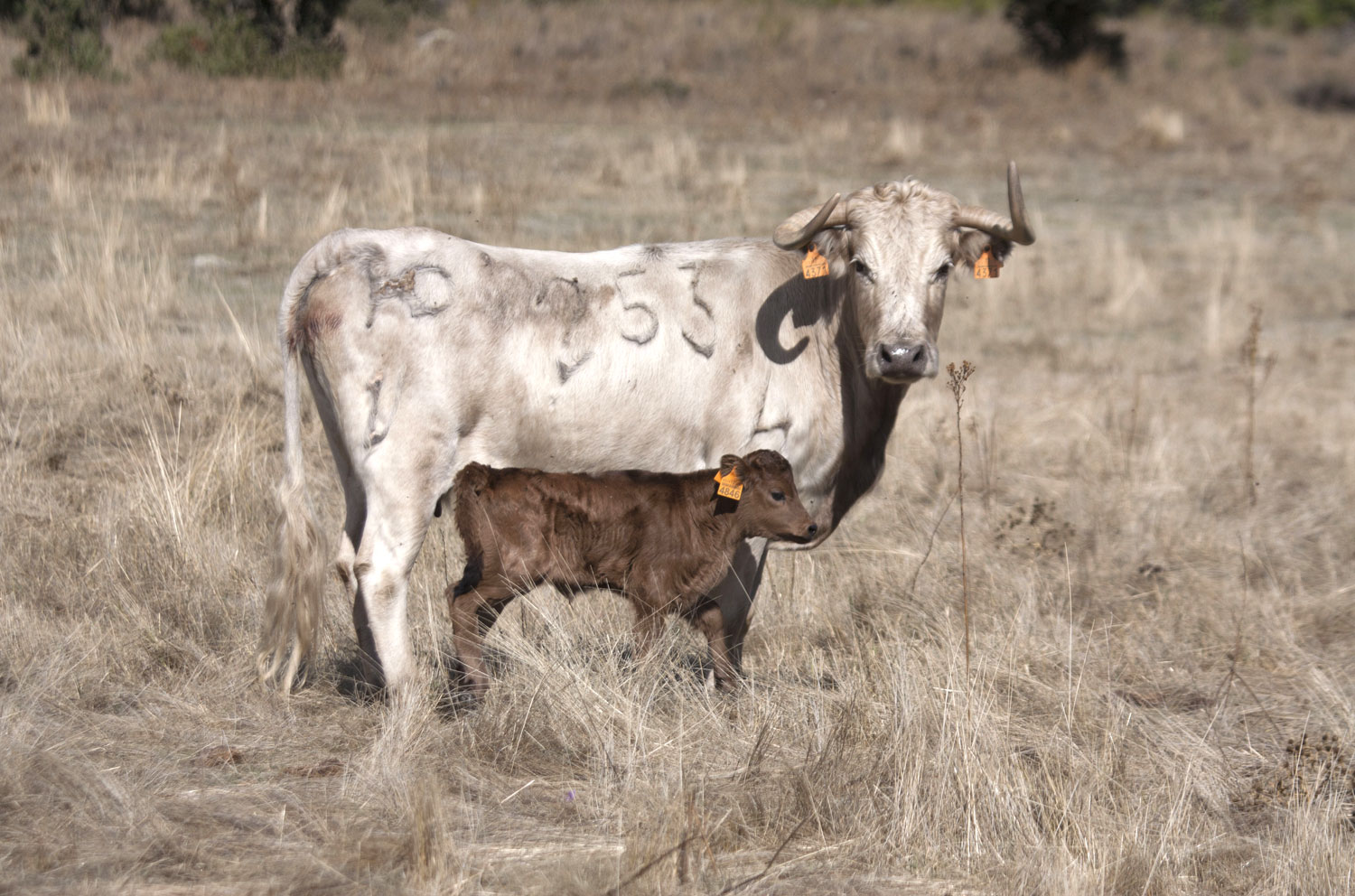 Montealto, camada 2019