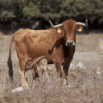 Montealto, camada 2019