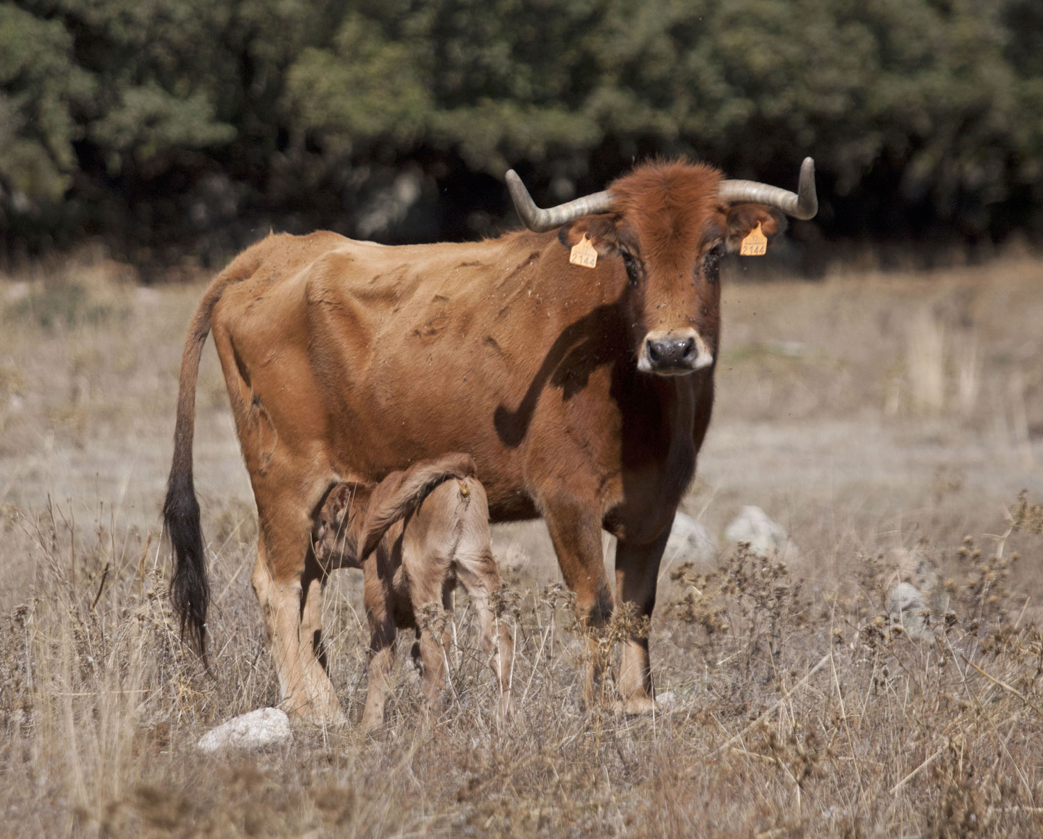 Montealto, camada 2019