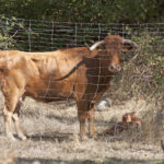 Montealto, camada 2019