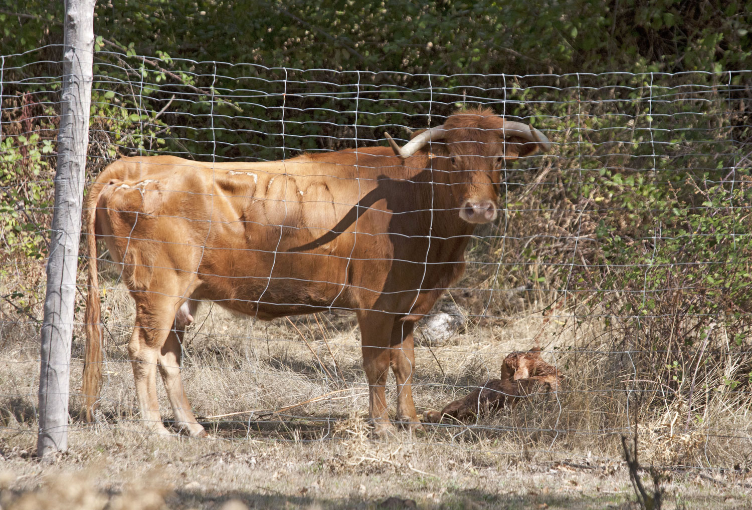 Montealto, camada 2019
