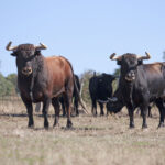 Montealto, camada 2019