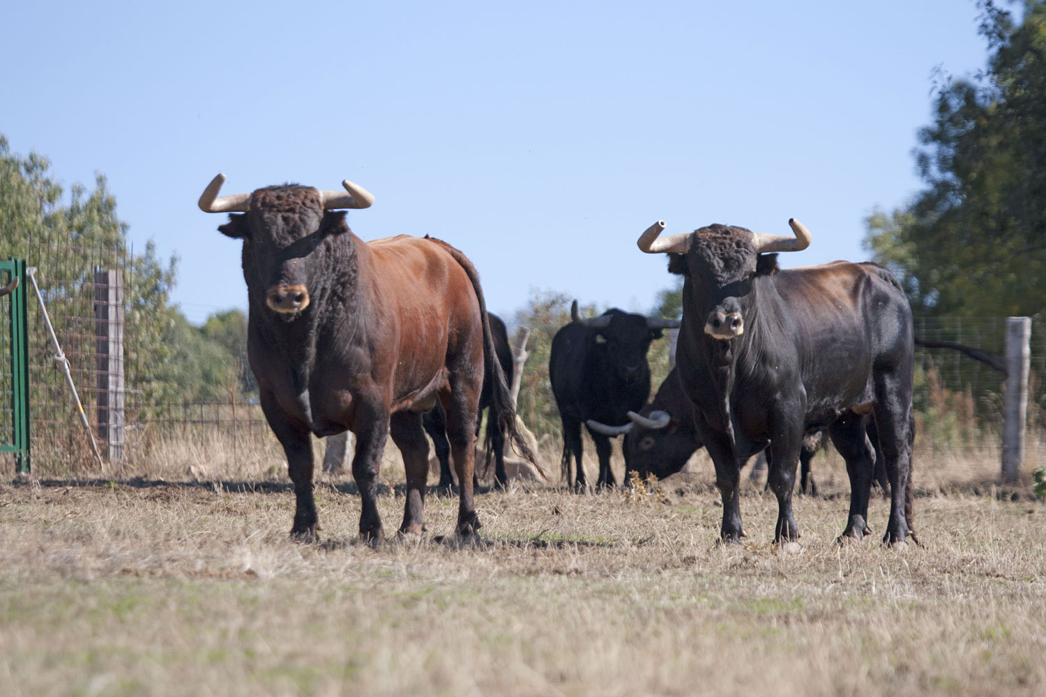 Montealto, camada 2019