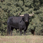 Montealto, camada 2019