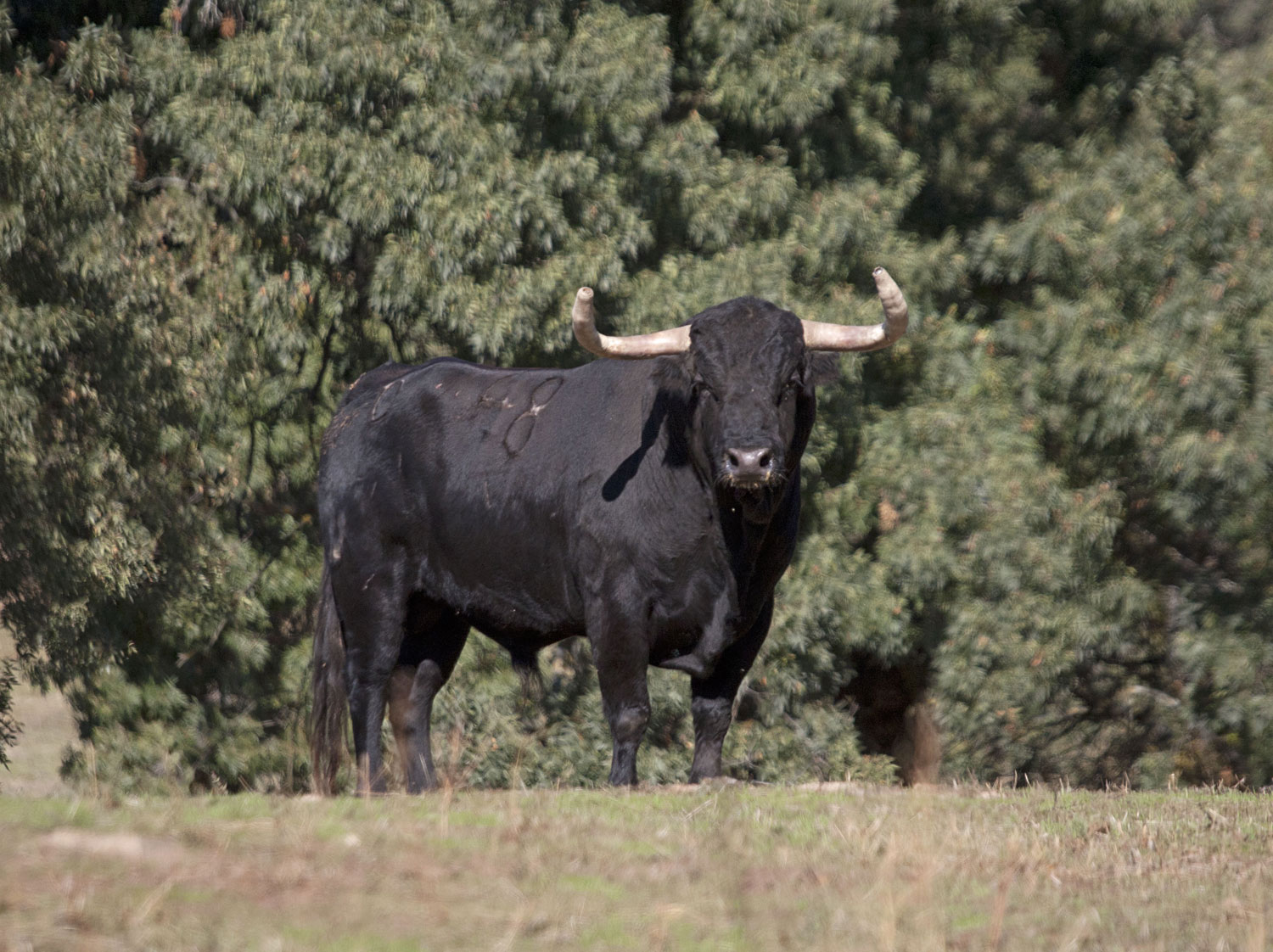 Montealto, camada 2019