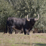 Montealto, camada 2019