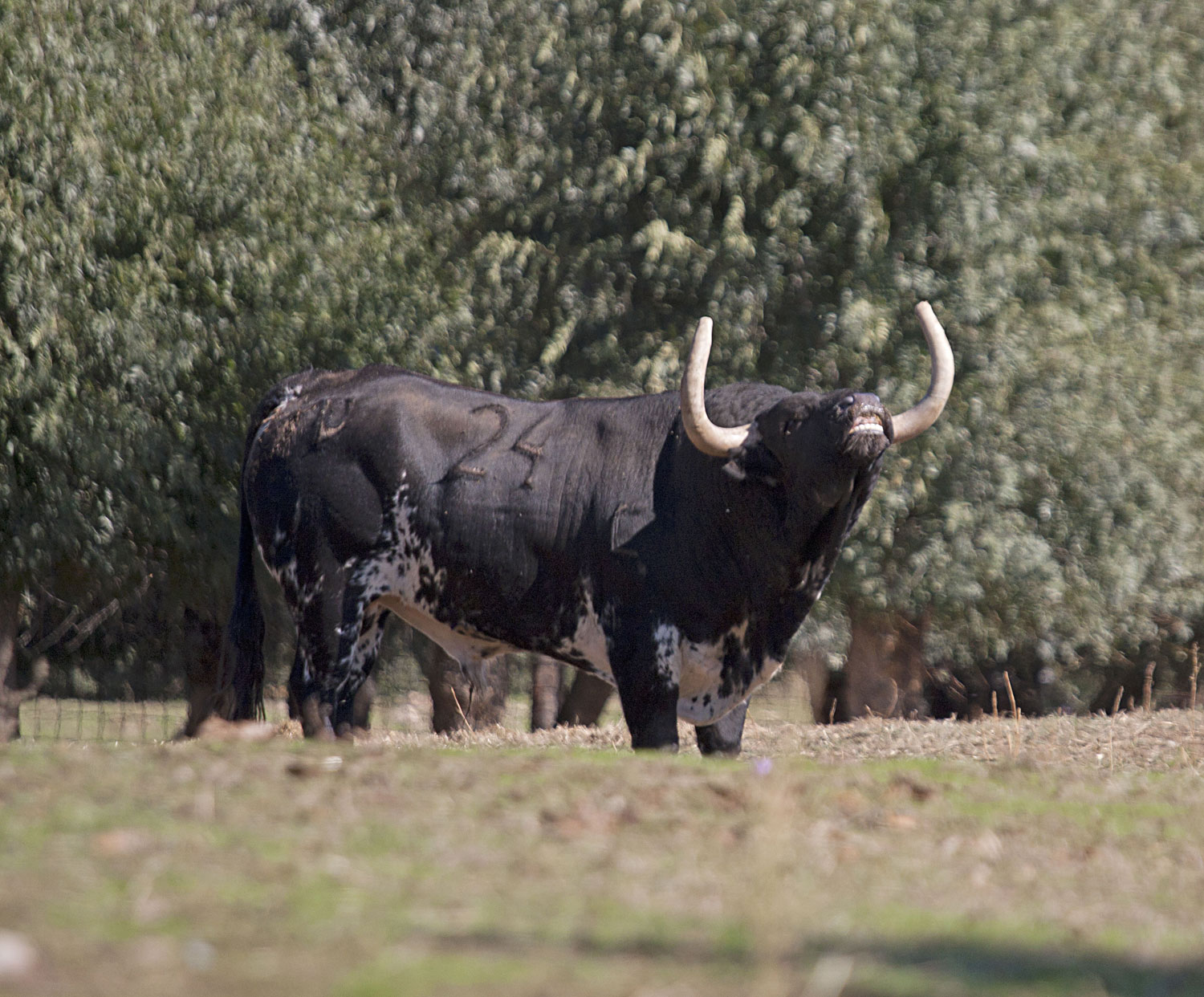 Montealto, camada 2019