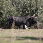 Montealto, camada 2019