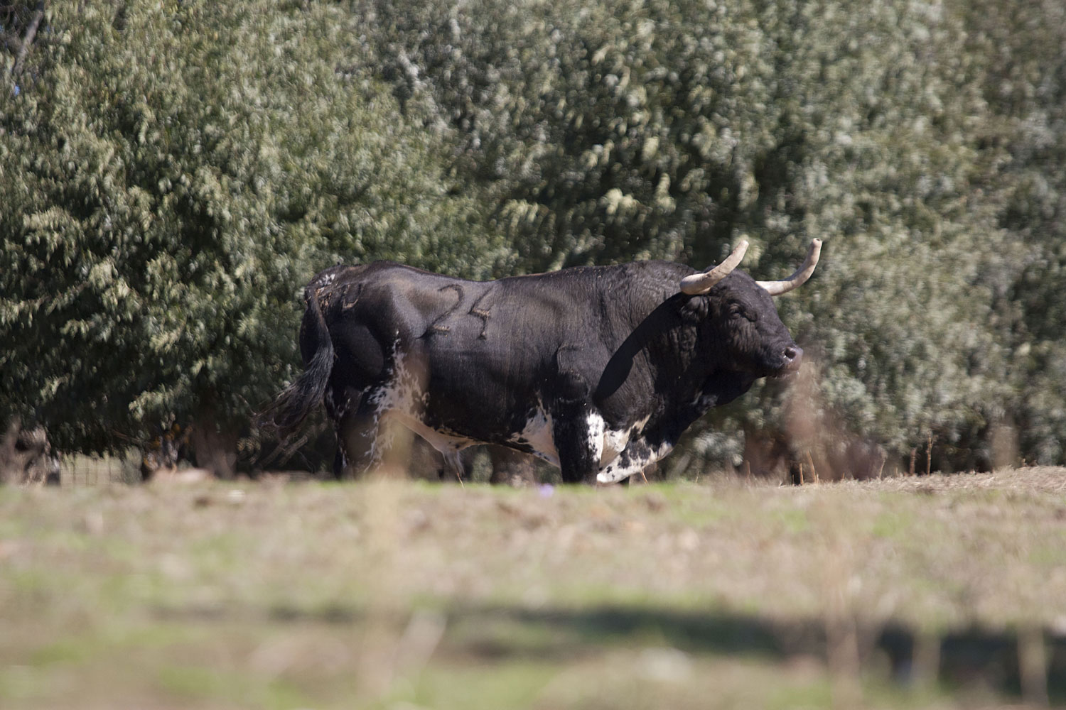 Montealto, camada 2019
