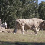 Montealto, camada 2019