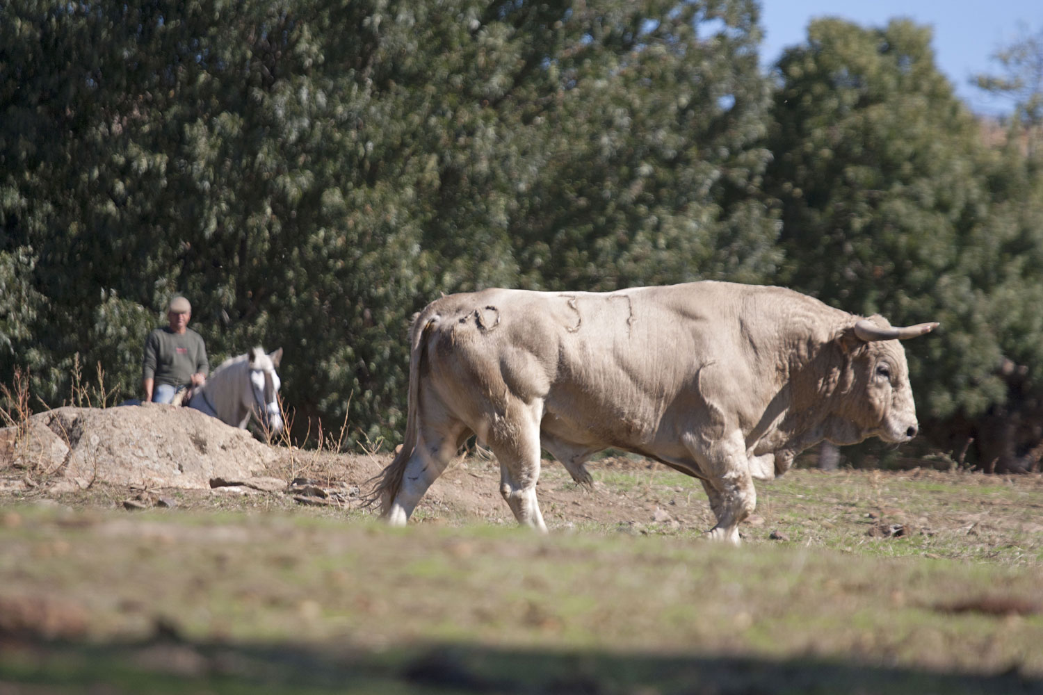 Montealto, camada 2019