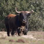 Montealto, camada 2019