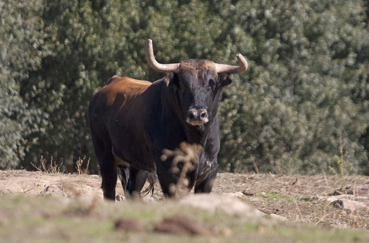 Montealto, camada 2019