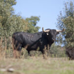 Montealto, camada 2019