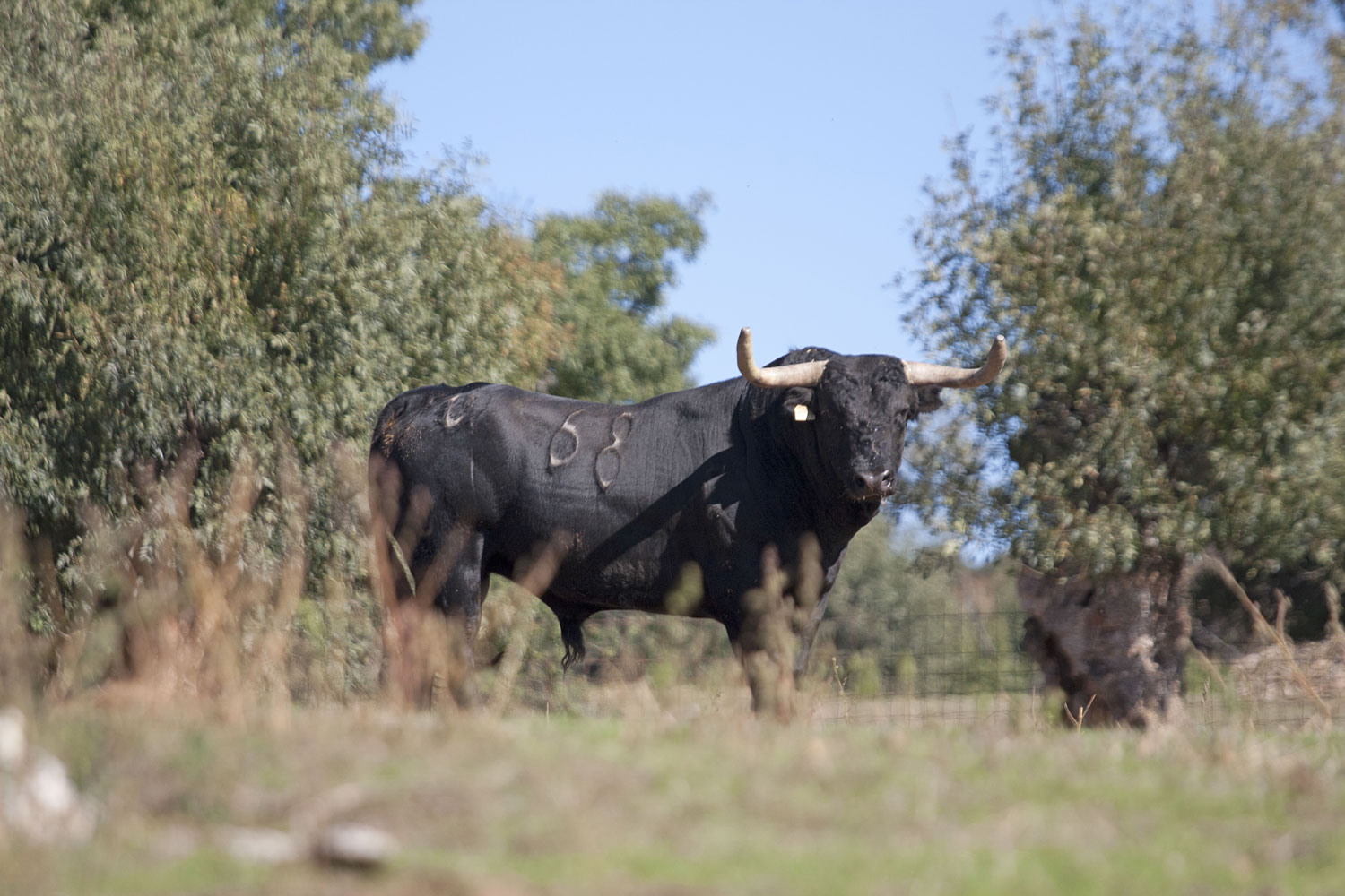Montealto, camada 2019