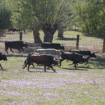 Montealto, camada 2019