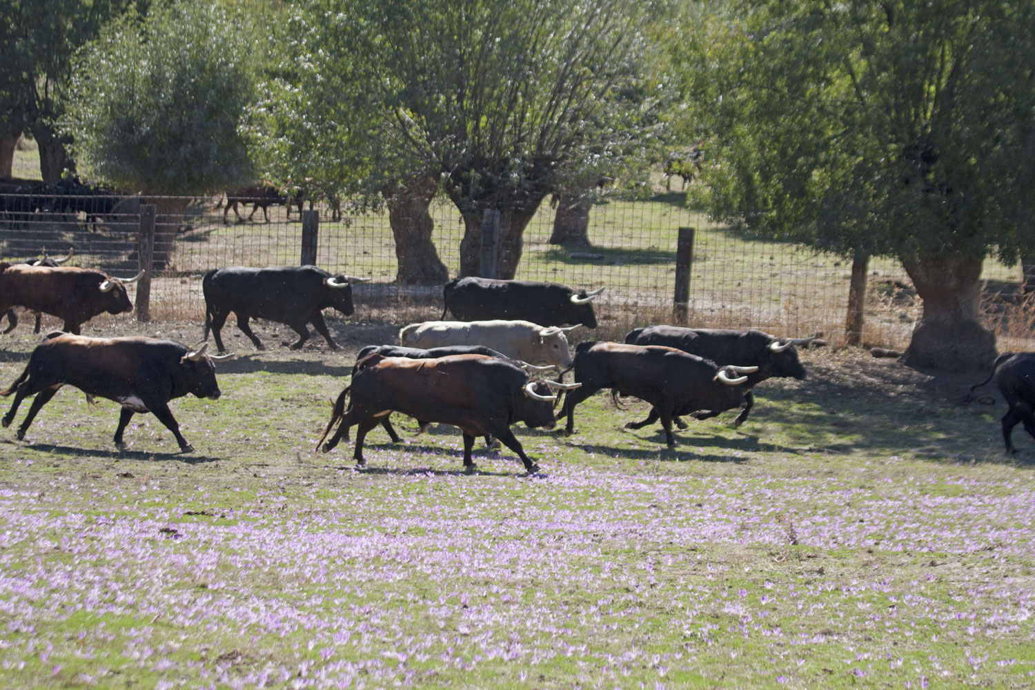 Montealto, camada 2019