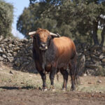 Montealto, camada 2019