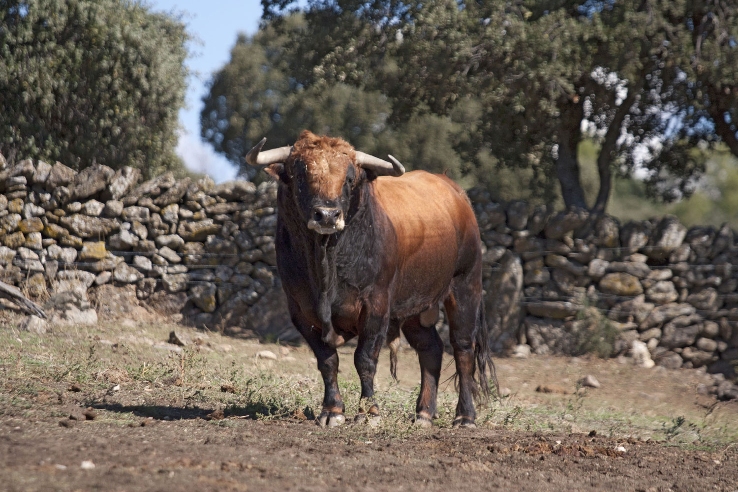 Montealto, camada 2019