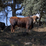 Montealto, camada 2019