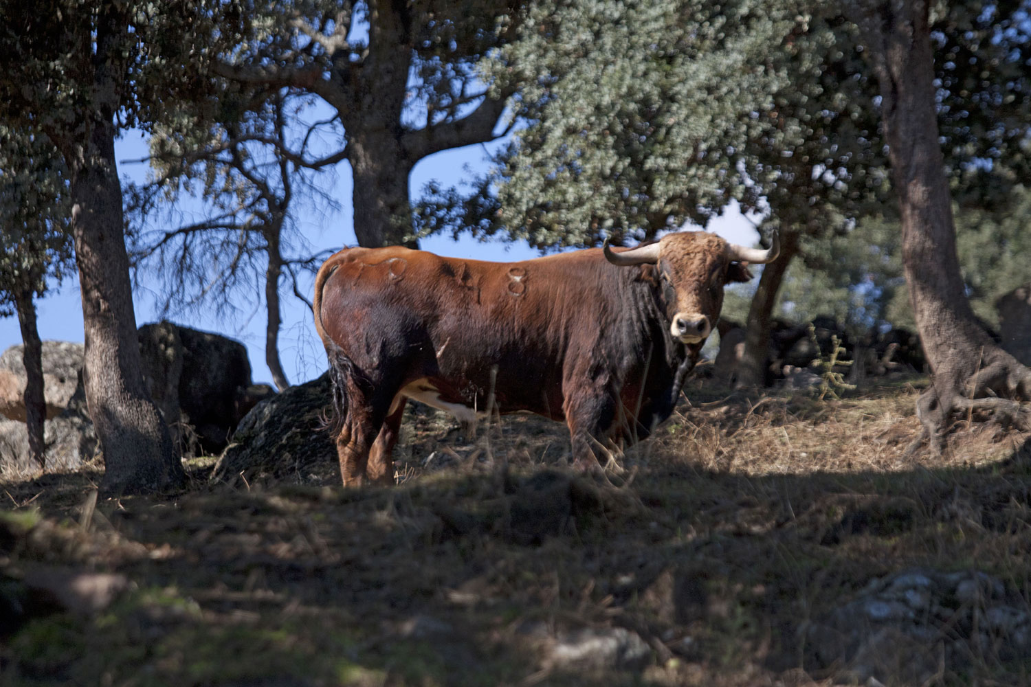 Montealto, camada 2019
