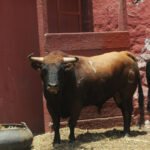 Toros de La Viña para la 1ª de la Feria del Señor de los Milagros de Lima