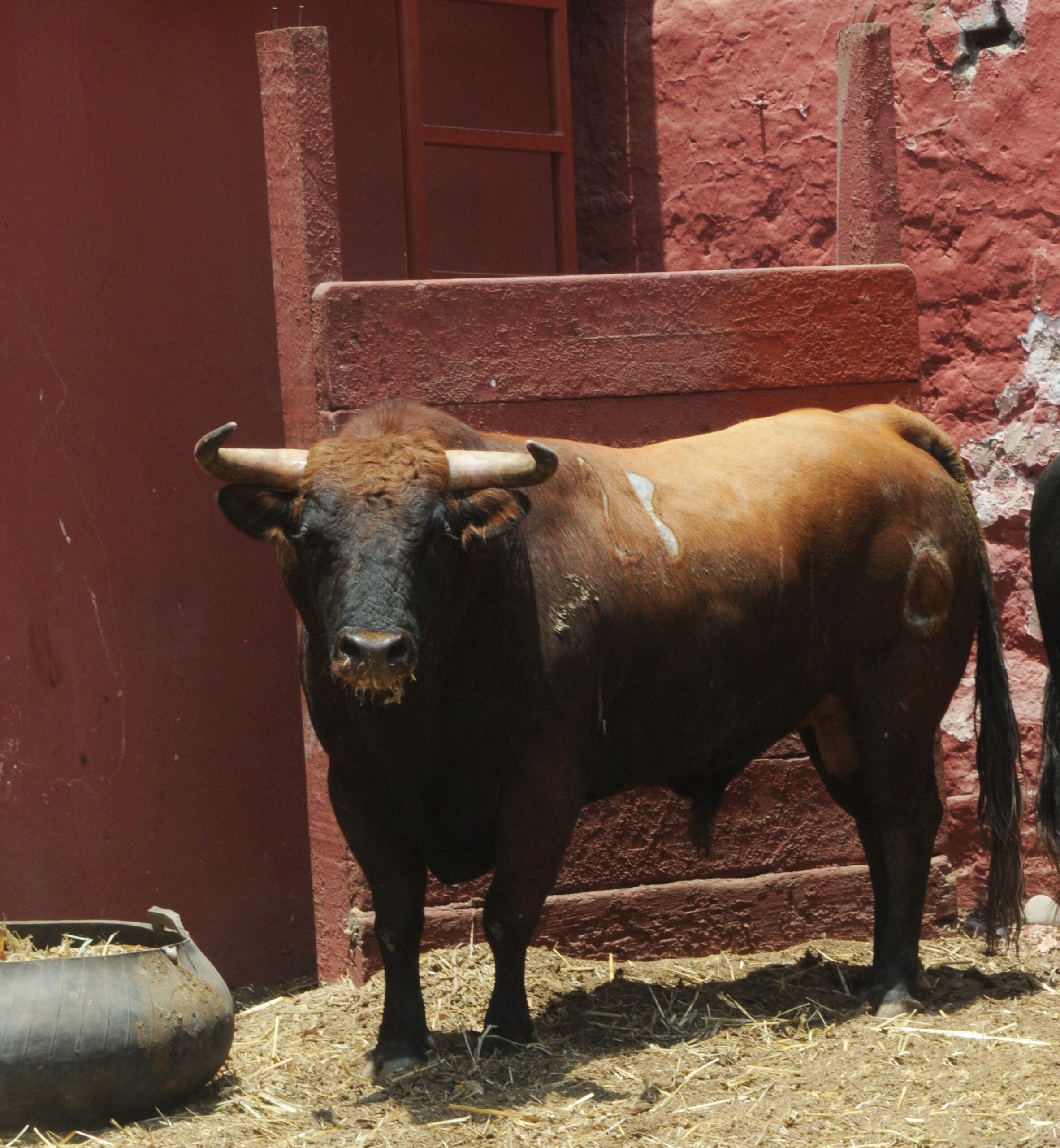 Toros de La Viña para la 1ª de la Feria del Señor de los Milagros de Lima