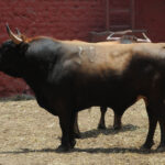 Toros de La Viña para la 1ª de la Feria del Señor de los Milagros de Lima