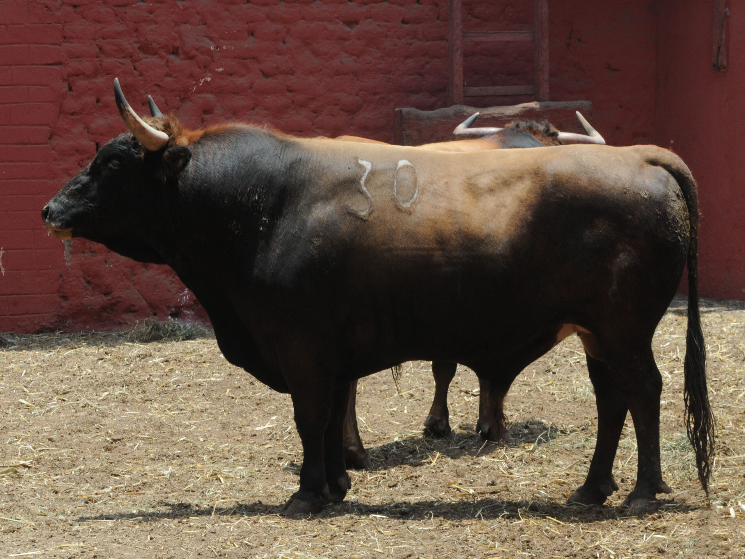 Toros de La Viña para la 1ª de la Feria del Señor de los Milagros de Lima