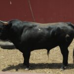 Toros de La Viña para la 1ª de la Feria del Señor de los Milagros de Lima