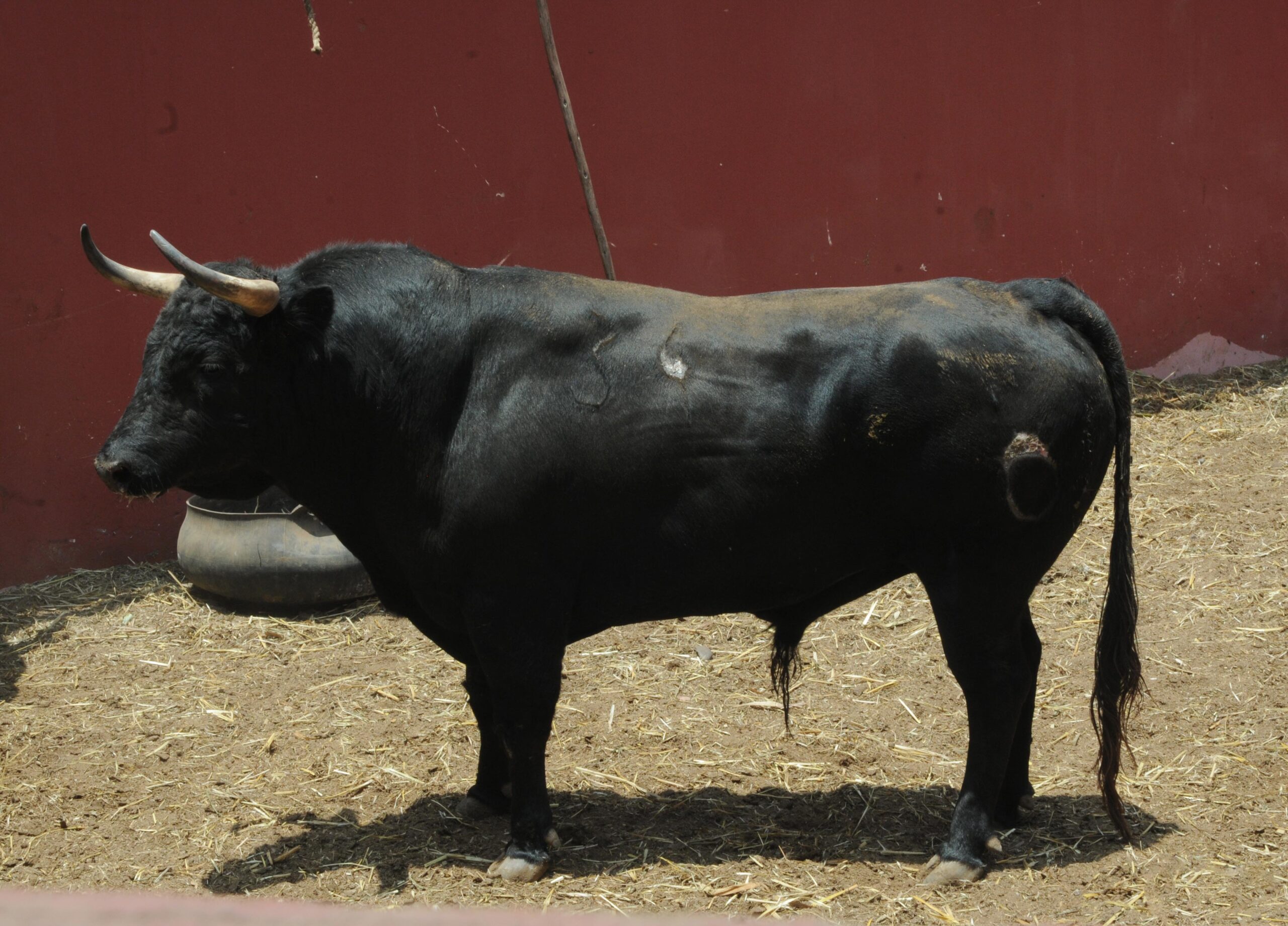 Toros de La Viña para la 1ª de la Feria del Señor de los Milagros de Lima