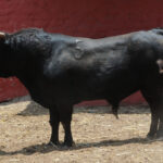 Toros de La Viña para la 1ª de la Feria del Señor de los Milagros de Lima