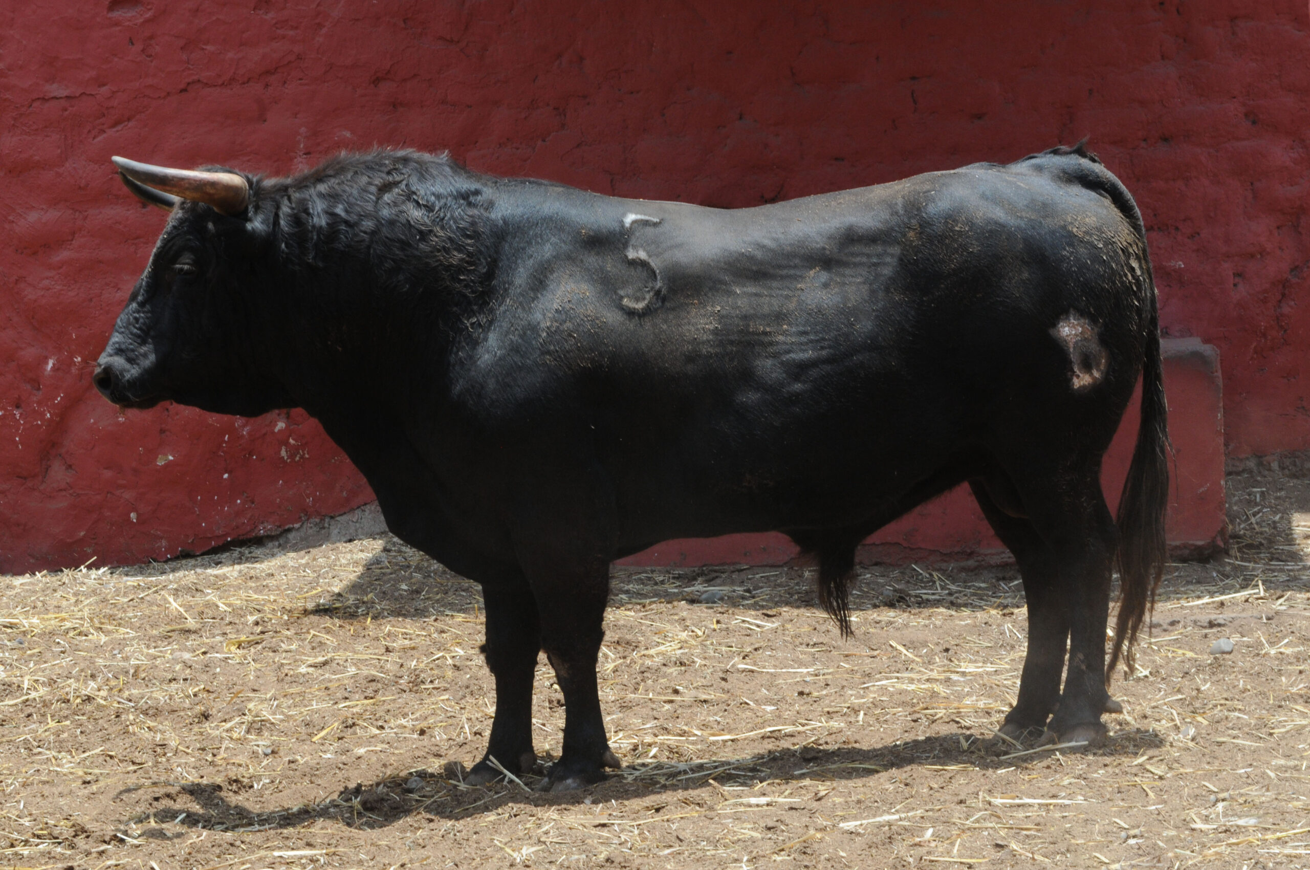 Toros de La Viña para la 1ª de la Feria del Señor de los Milagros de Lima