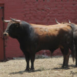 Toros de La Viña para la 1ª de la Feria del Señor de los Milagros de Lima