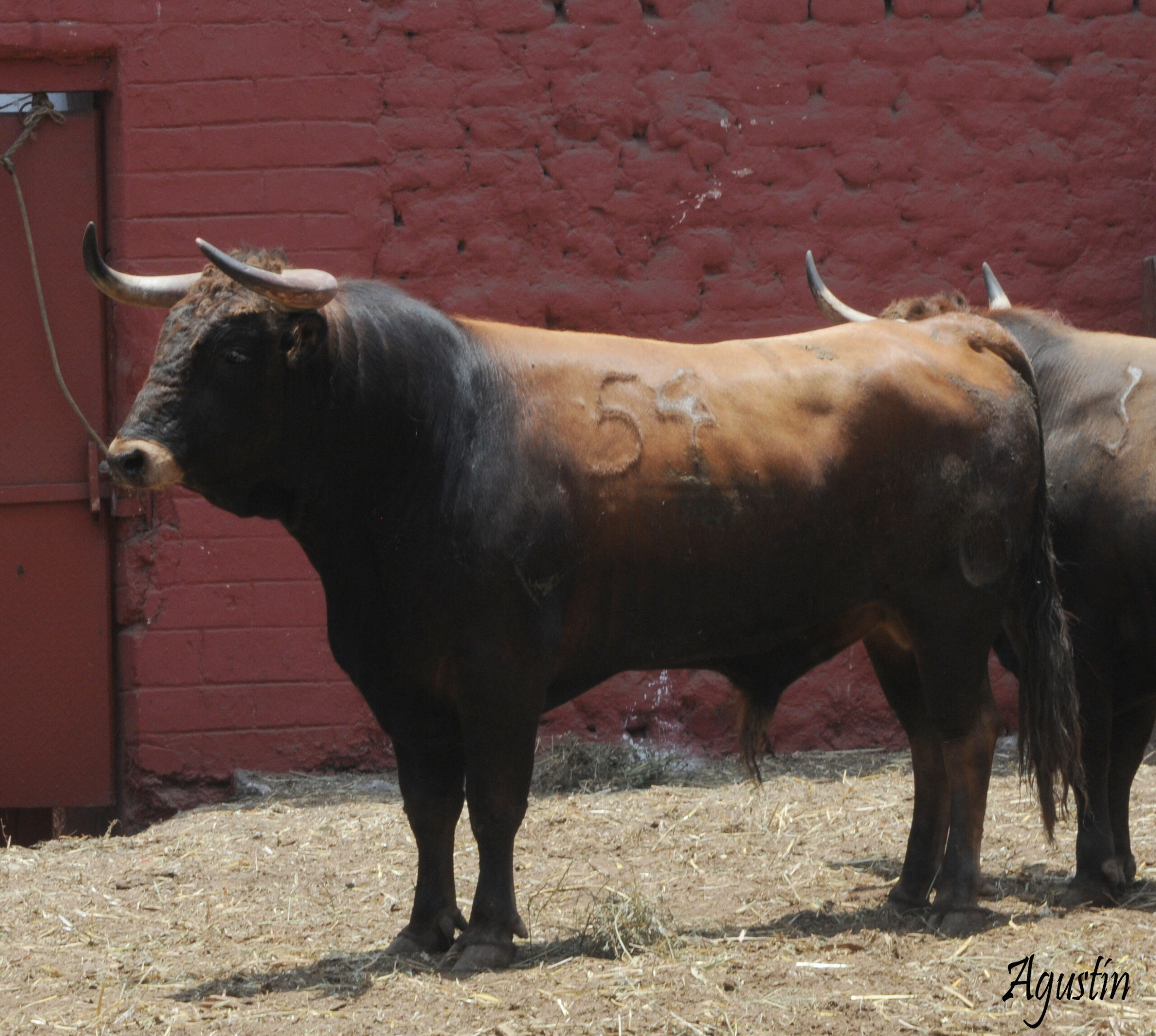 Toros de La Viña para la 1ª de la Feria del Señor de los Milagros de Lima