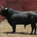 Toros de La Viña para la 1ª de la Feria del Señor de los Milagros de Lima