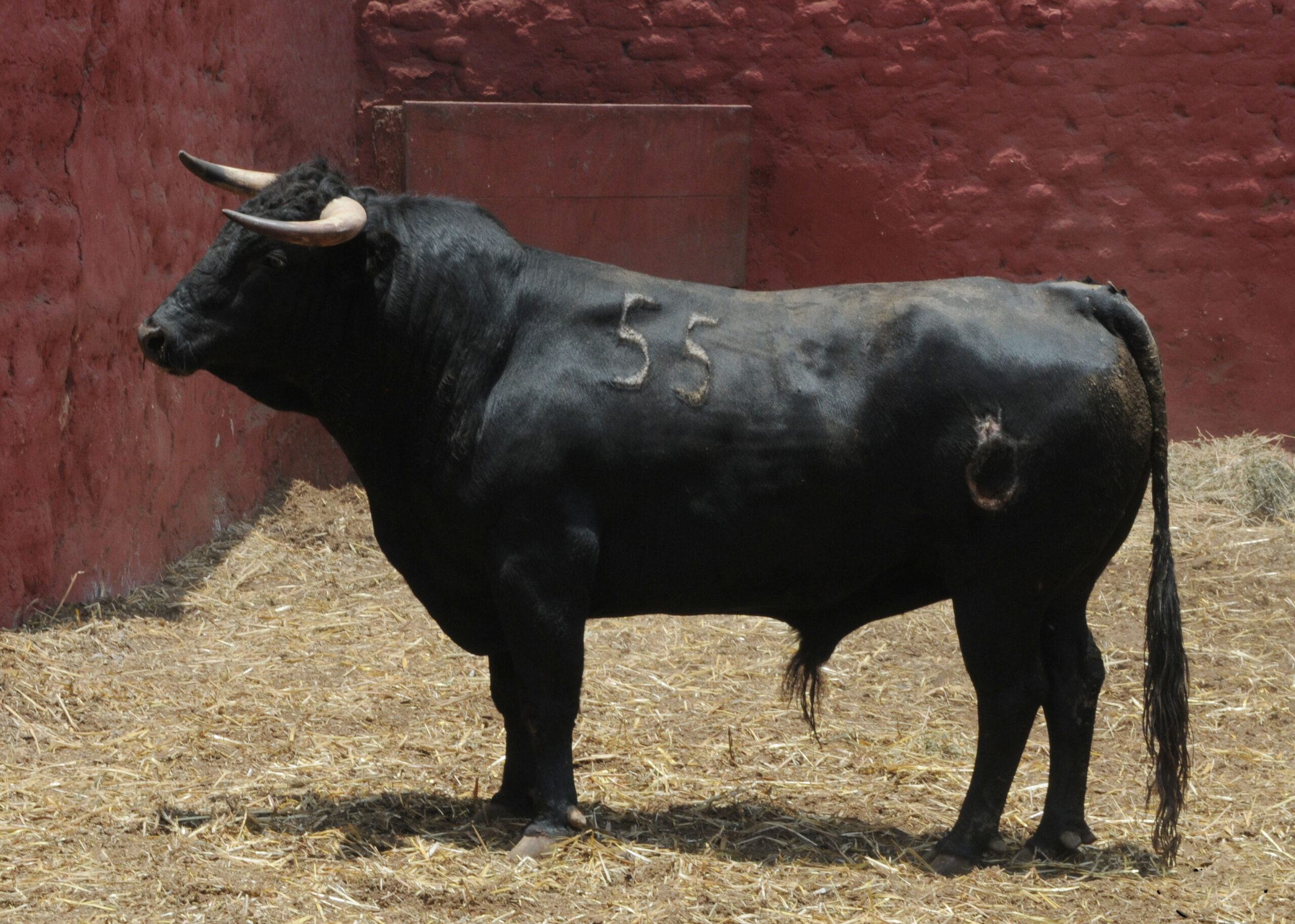Toros de La Viña para la 1ª de la Feria del Señor de los Milagros de Lima