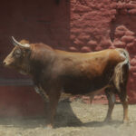 Toros de La Viña para la 1ª de la Feria del Señor de los Milagros de Lima