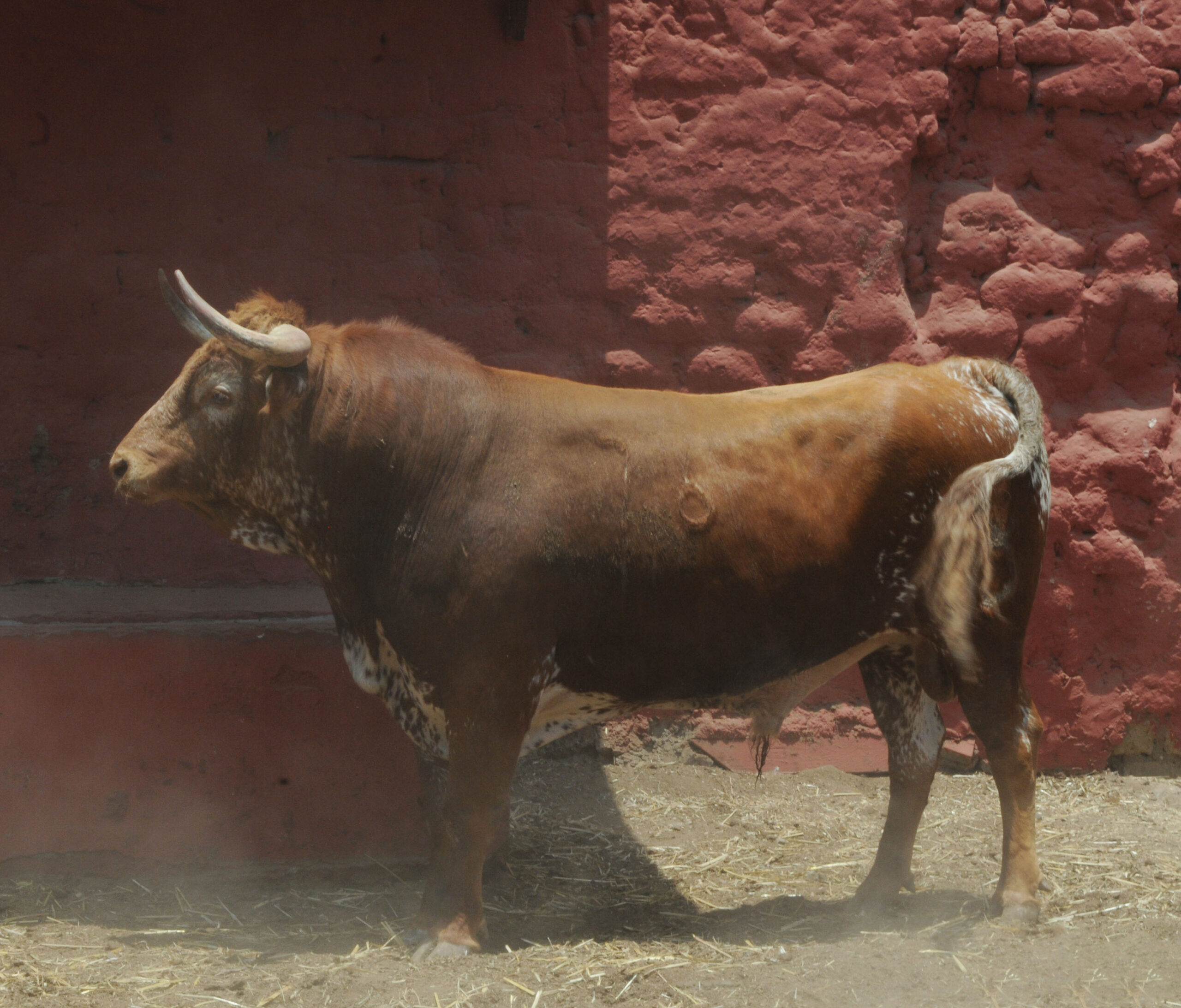 Toros de La Viña para la 1ª de la Feria del Señor de los Milagros de Lima