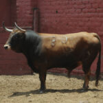 Toros de La Viña para la 1ª de la Feria del Señor de los Milagros de Lima