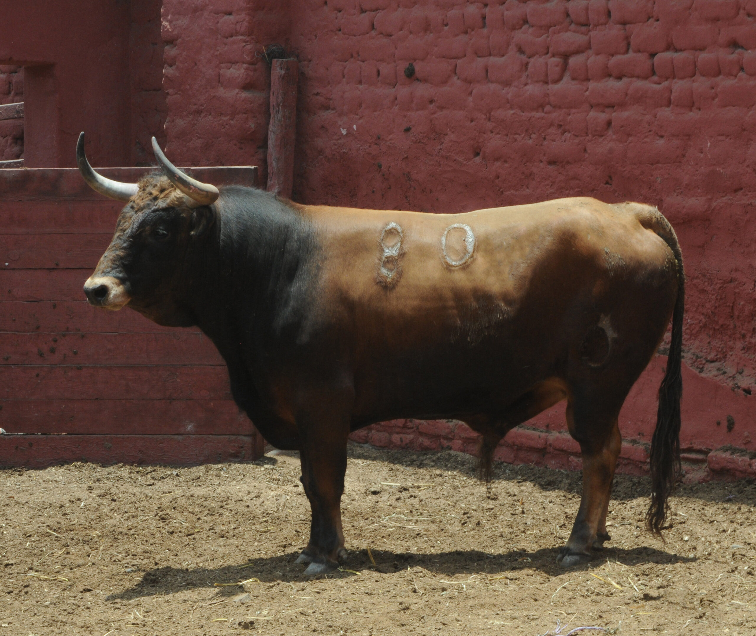 Toros de La Viña para la 1ª de la Feria del Señor de los Milagros de Lima