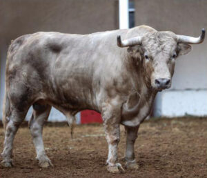 Uno de los toros de Enrique Fragua reseñados para rejones.