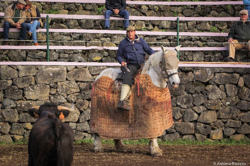 Exitoso ciclo de tentaderos en Isla Terceira