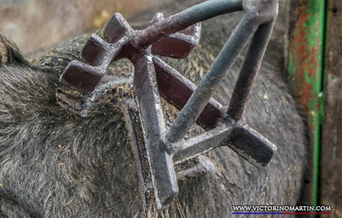 Herradero en casa de Victorino