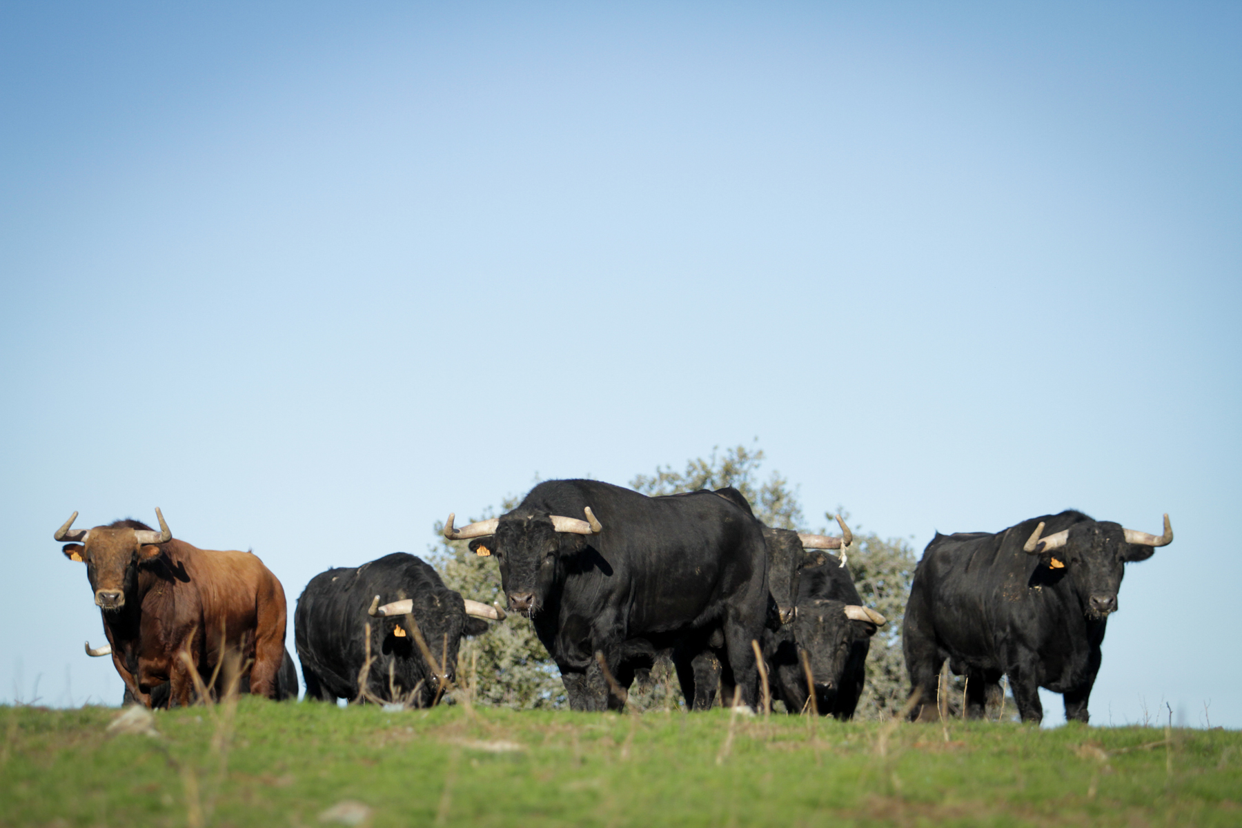 Puerto de San Lorenzo: tres tardes en Las Ventas en 2019