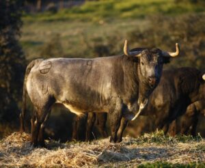 Toro de Saltillo, en la finca La Vega.