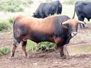 Toro Artillero, nº 18, que irá a las calles de Vall d´Uixó en 2019. (Foto: C. Giménez)