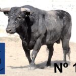 Querétaro (México) - Toros de "De Mora" para el festejo de Navidad con Diego Ventura y Ignacio Garibay y Jerónimo