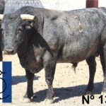 Querétaro (México) - Toros de "De Mora" para el festejo de Navidad con Diego Ventura y Ignacio Garibay y Jerónimo