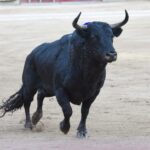 Cali (Colombia). Viernes 28 de diciembre de 2018